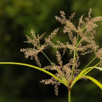 Cyperus distans L.f.